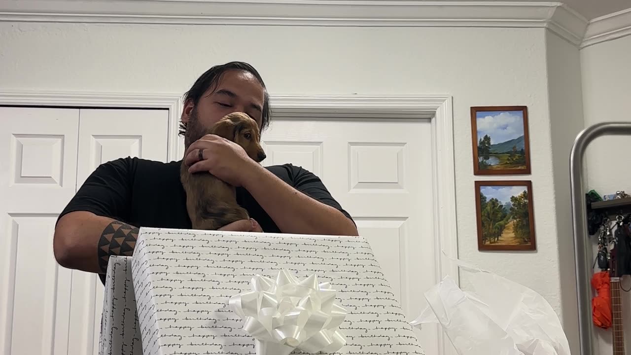 Birthday Man Surprised With Miniature Dachshund