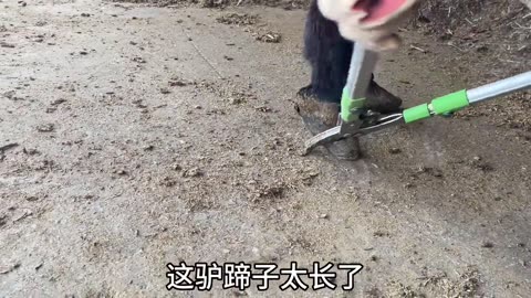 A two-year-old donkey's hooves are like sharp knives丨ASMR丨Donkey hoof cutting sound