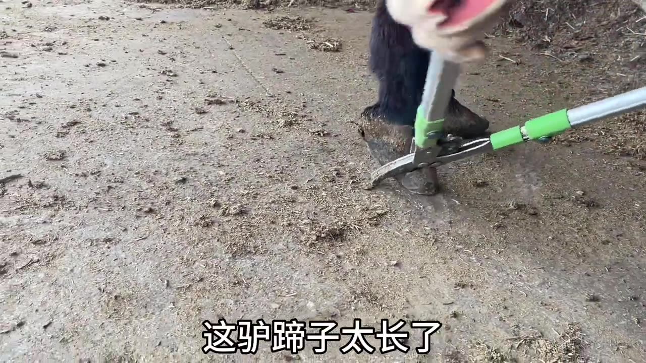 A two-year-old donkey's hooves are like sharp knives丨ASMR丨Donkey hoof cutting sound