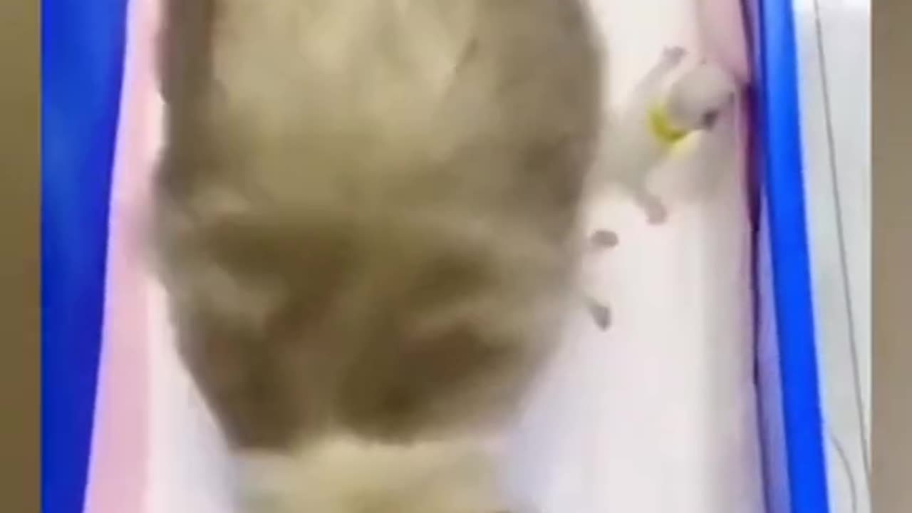 Cat. Caring kitty mom
