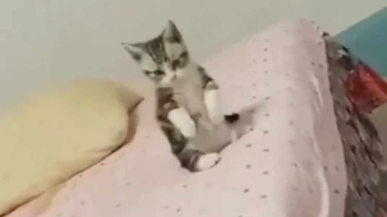 Kung fu cat