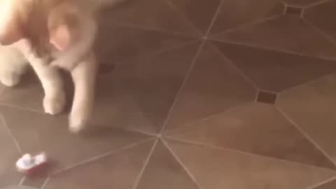 Funny cat video!