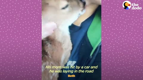 Fawn Comes To Lady's Door Every Morning | The Dodo Little But Fierce