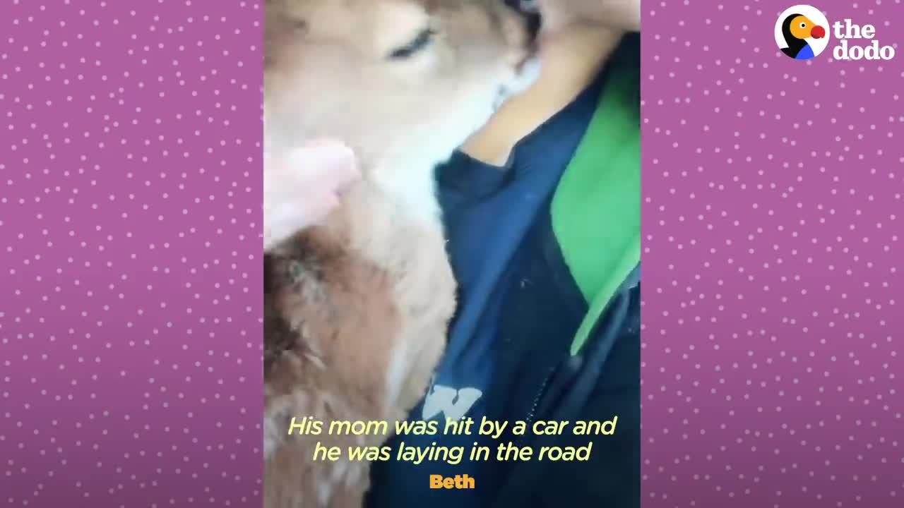 Fawn Comes To Lady's Door Every Morning | The Dodo Little But Fierce