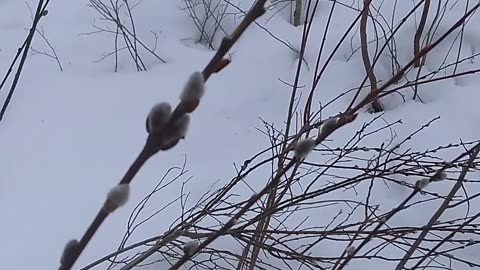 Pussy Willows