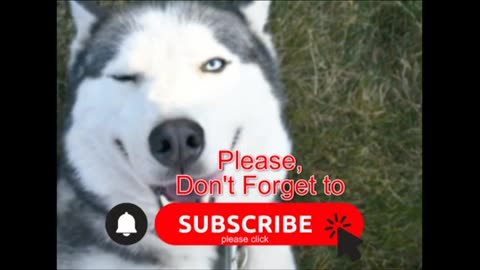 Cute and funny cat and dog videos compilation | Cute cat & dog video | Best funny amazing video