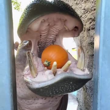 Hippo Crushing Pumpkin