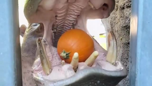 Hippo Crushing Pumpkin