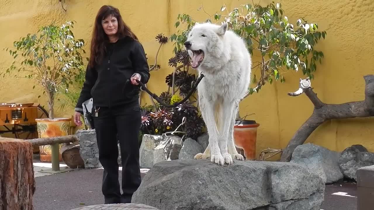 San Diego Zoo - White Arctic Wolf Howling