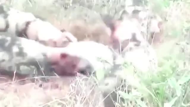 Hyenas fight wild dogs