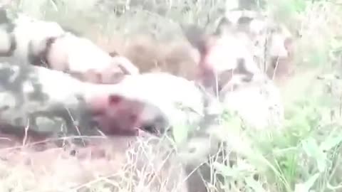 Hyenas fight wild dogs