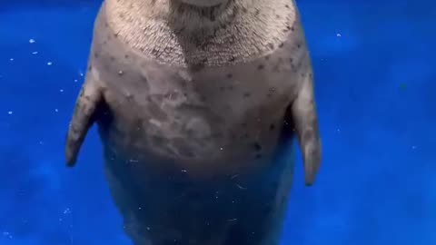 Seal Looks Into Your Soul