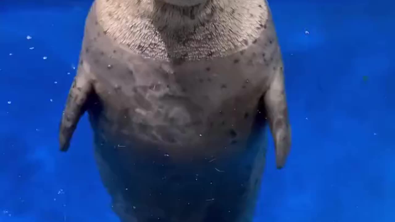 Seal Looks Into Your Soul