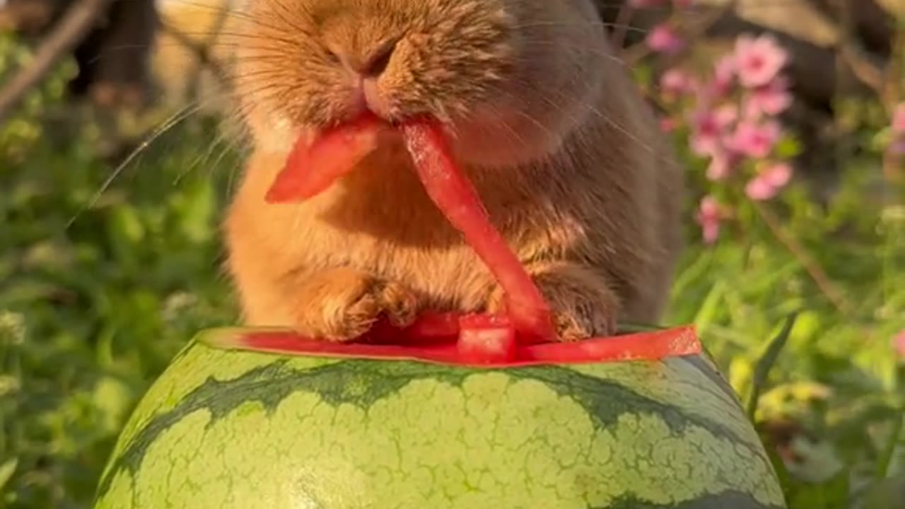bunny eating watermenlon