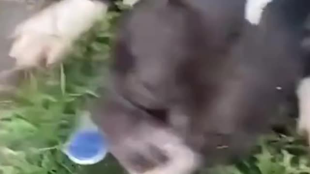 cute animal videos compilation