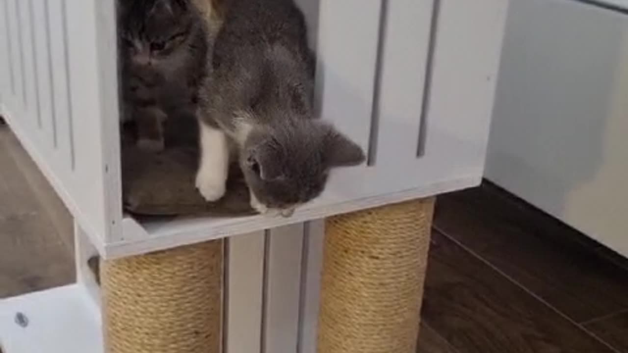 2 kittens playing