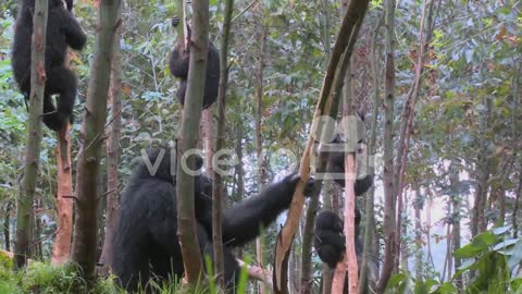 Mountain gorillas get high after eating the sap off eucalyptus trees in Rwanda 4