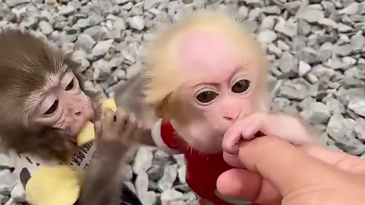 Cute monkey