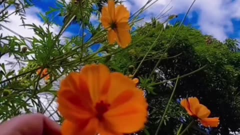 Flowers video