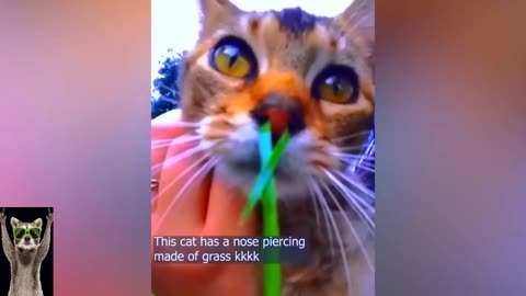 Cat funny videos 🤣. Ketzen laugh