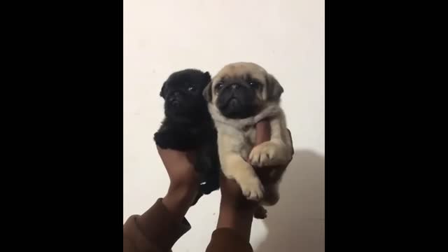 Free Dog Adoption pug puppy fawn , black