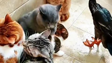 Funny 😂🤣 Cat's