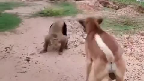 so nice video in dog and funny video in dog to rumble