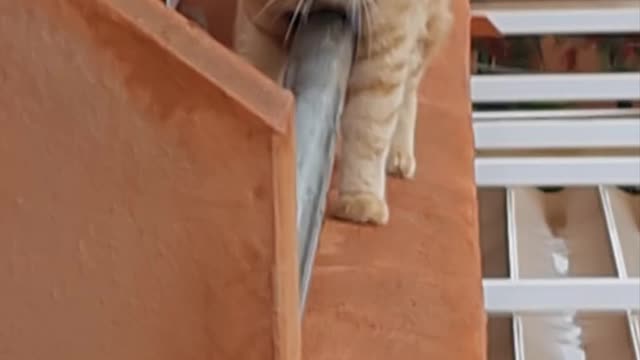 Cat balances on balcony Wall