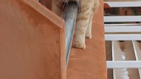 Cat balances on balcony Wall