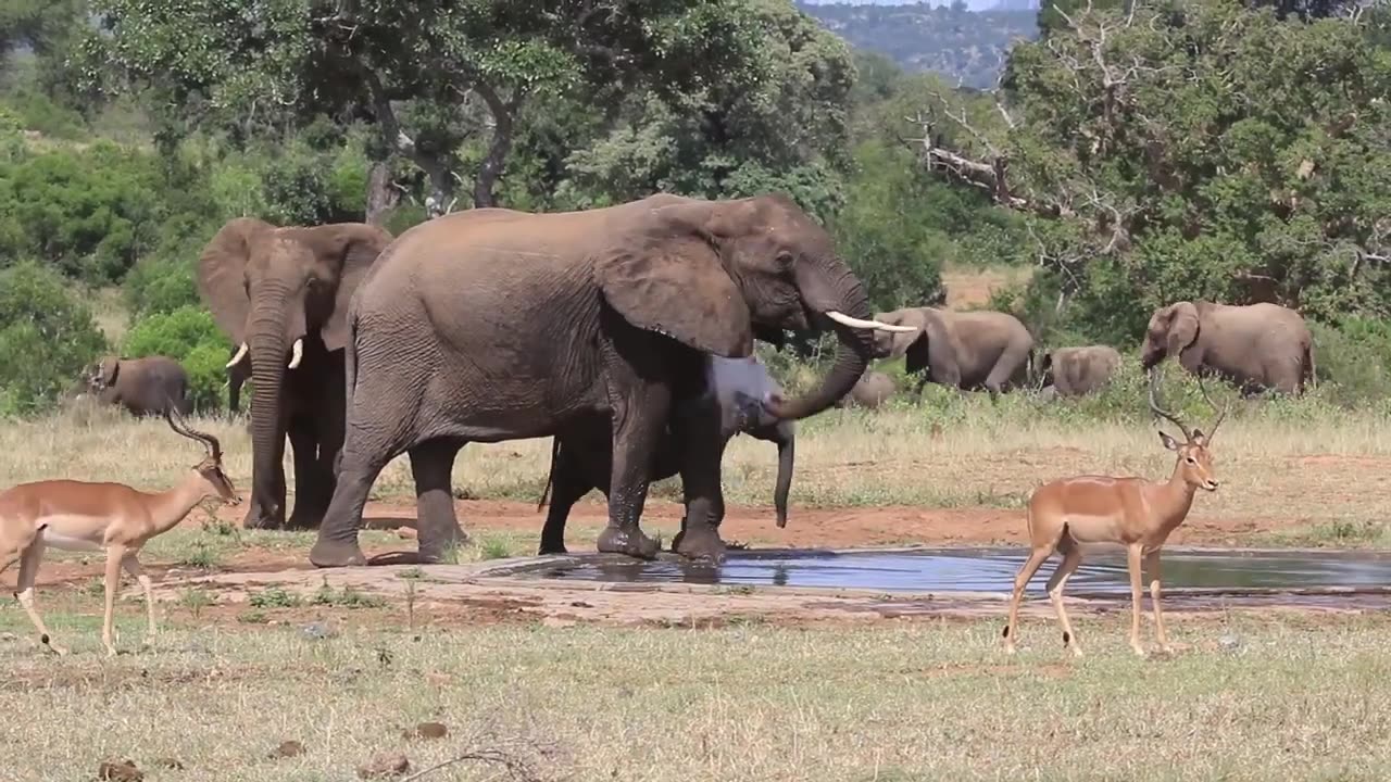 exciting morning with animals arriving at the water hole