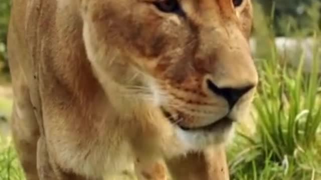 Sydney's Taronga Zoo went into lockdown on Wednesday after a pride of lions escaped their enclosure