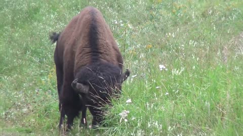 Buffalo,Buffalo video,Animal,Animal video