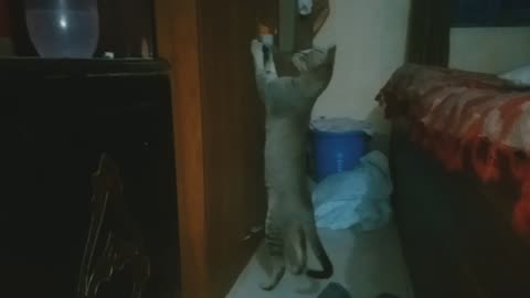Funny little kitty videos