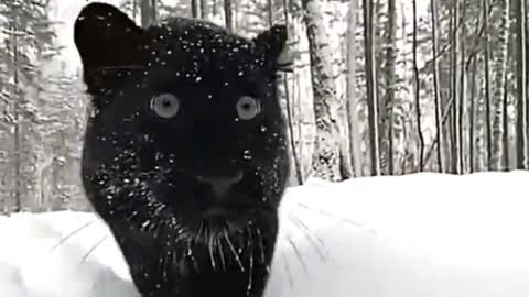 Kitty, first time to snow mountain