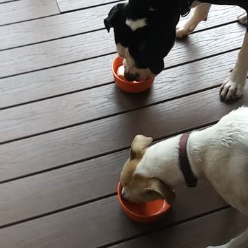 An Ice. Cream Treat For The Lads