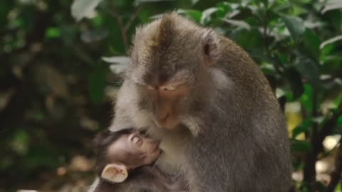 Funny videos New comedy show animals video #rumble #shorts