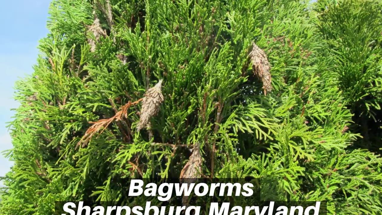 Bagworms Sharpsburg Maryland