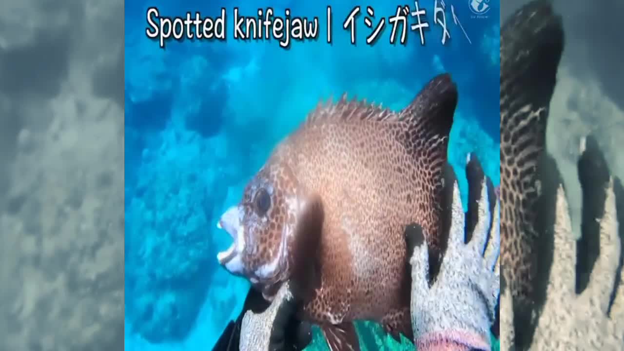 archery deep sea fish !! Really very extraordinary part.2