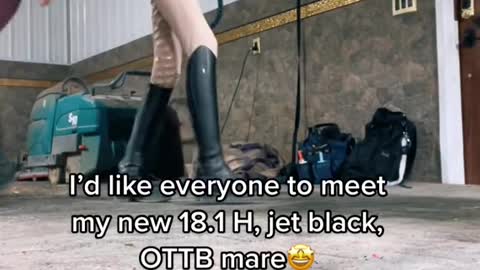 I'd like everyone to meet my new 18.1 H, jet black, OTTB mare