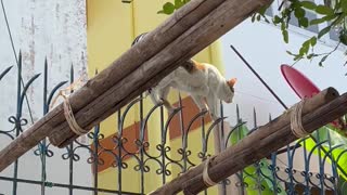 Agile Cat Tip Toes Along Decorative Fence