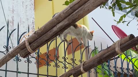 Agile Cat Tip Toes Along Decorative Fence