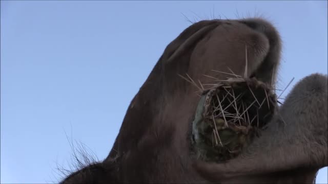 Camels vs. Cactus