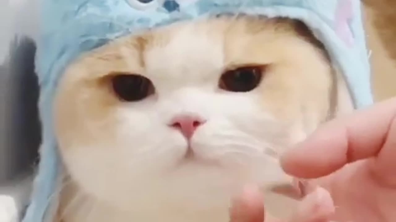 Cute cat🥰 videos