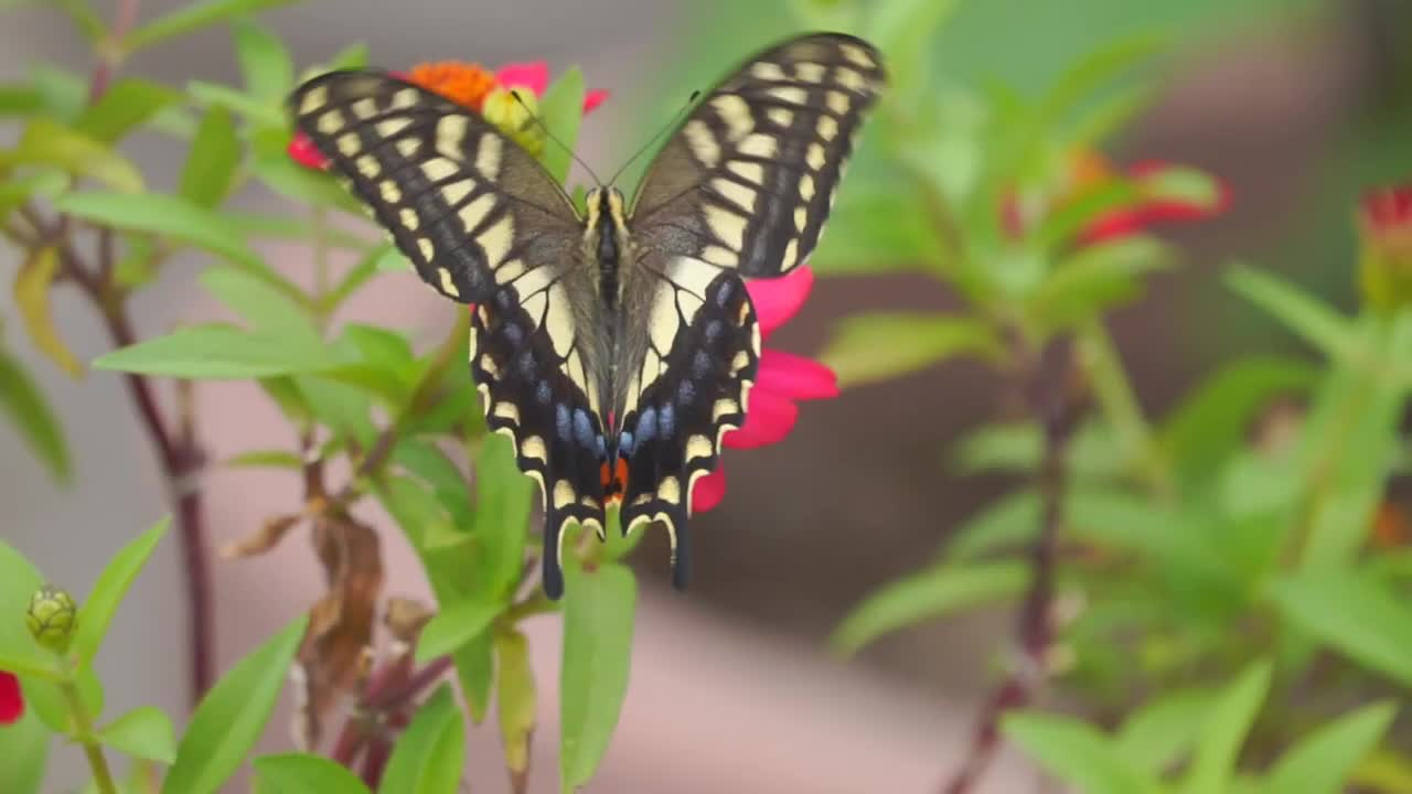 MONARCH BUTTERFLIES