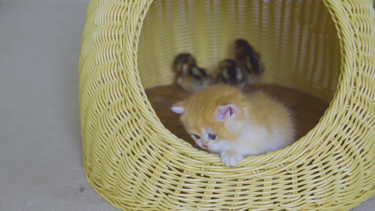 kitten is Trying To Say "Stay Away From My Chicks" With a Cute Sleepy Face