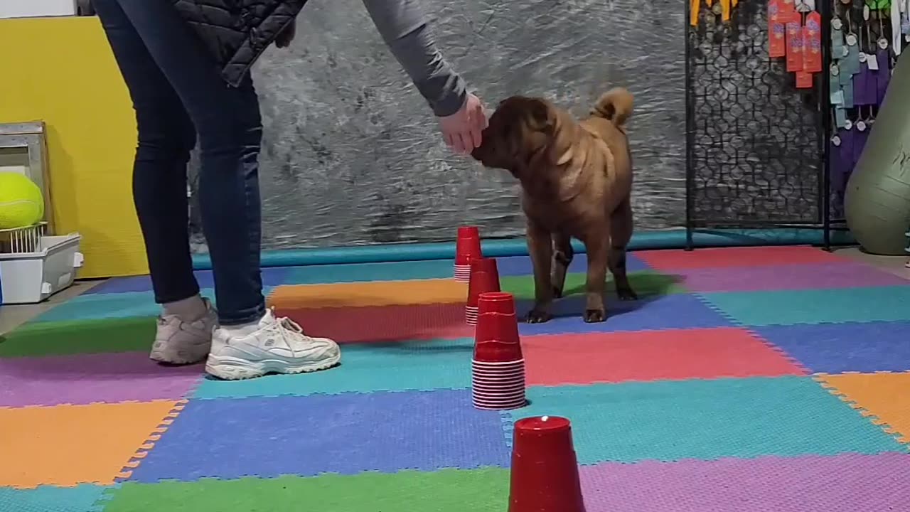 Aurora "ONE PROP" Solo Cups🥤