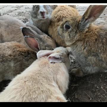 Did You Know? Ōkunoshima Island or Rabbit Island || FACTS || TRIVIA