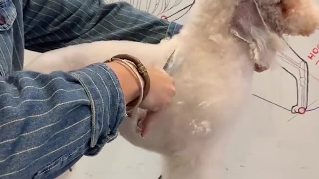 Bedlington Dog Grooming - Puppy Groomy