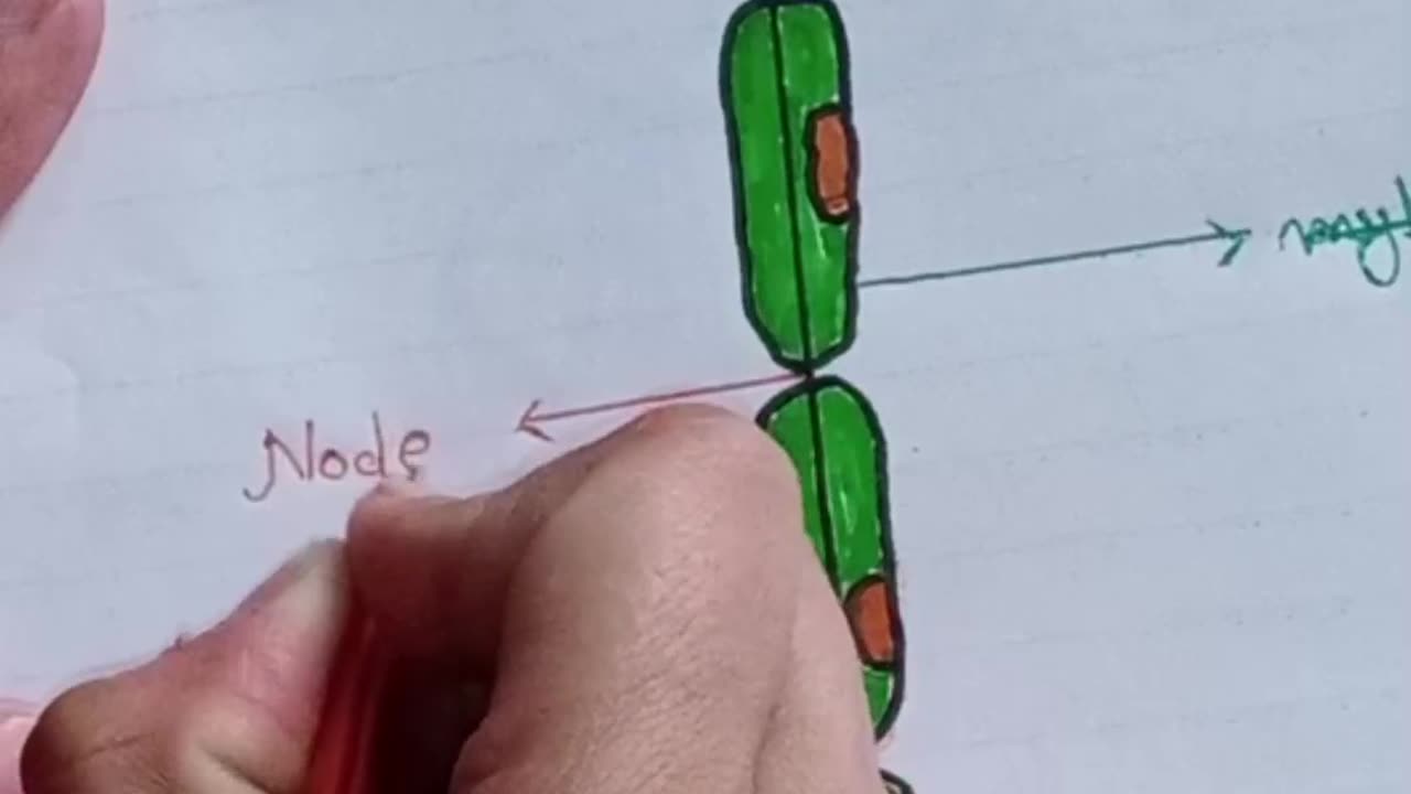 Diagram Of Neuron