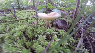 Mushroom